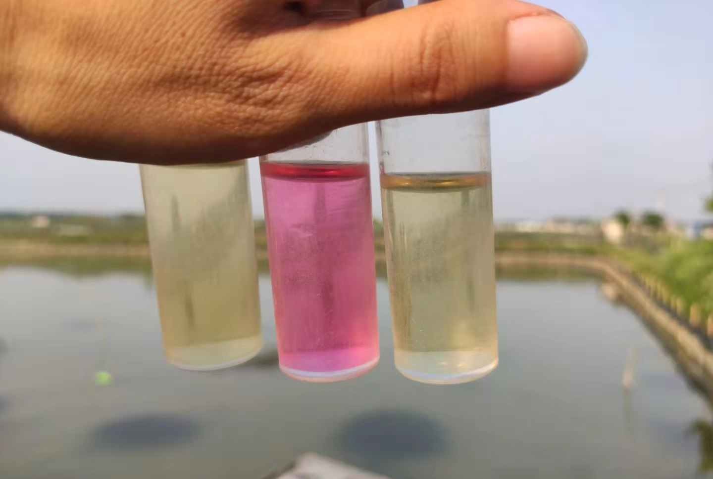氨氮亚硝酸盐高?做好这几点就不怕了