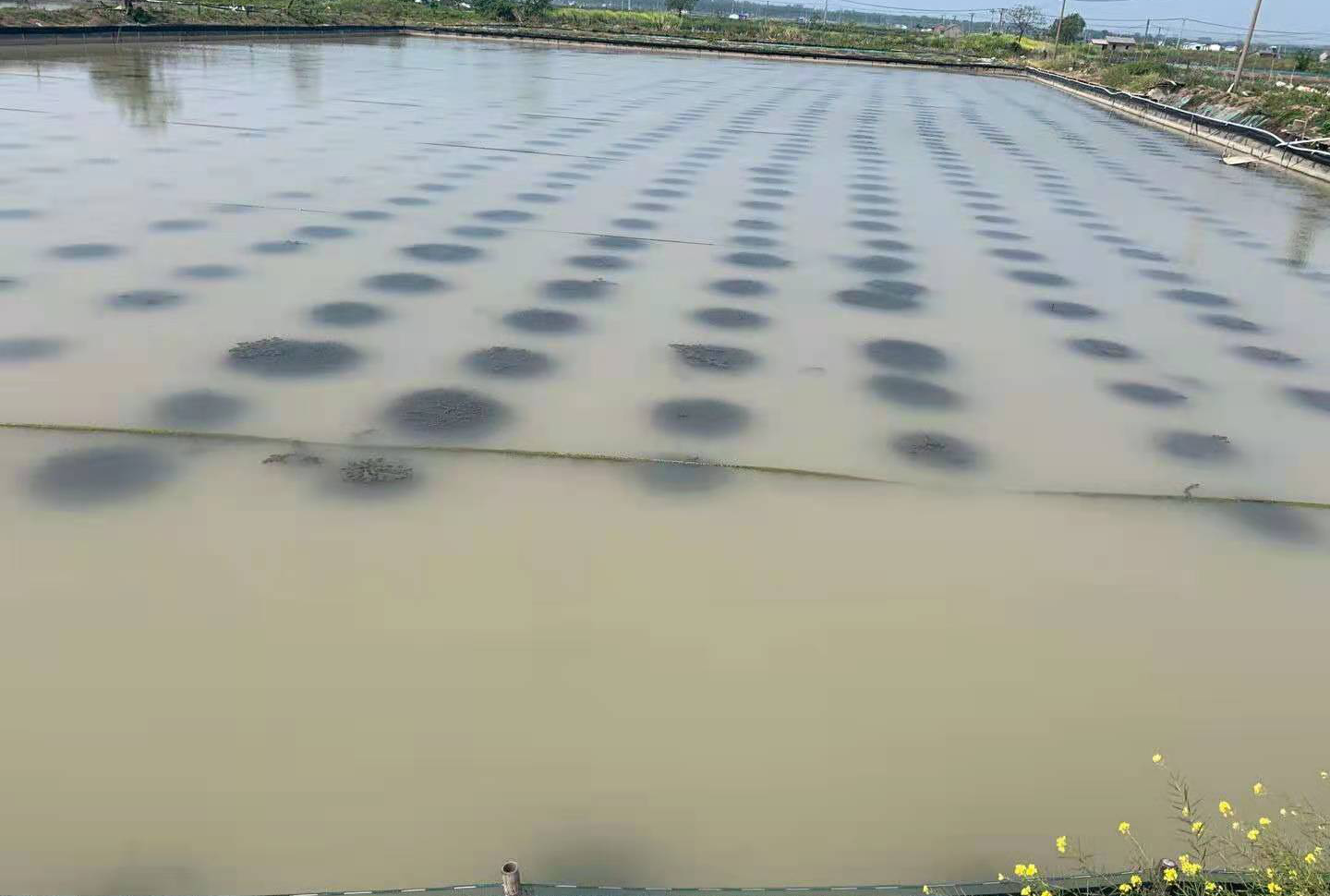 “水浑大合集”快看看您的蟹塘是哪一种?