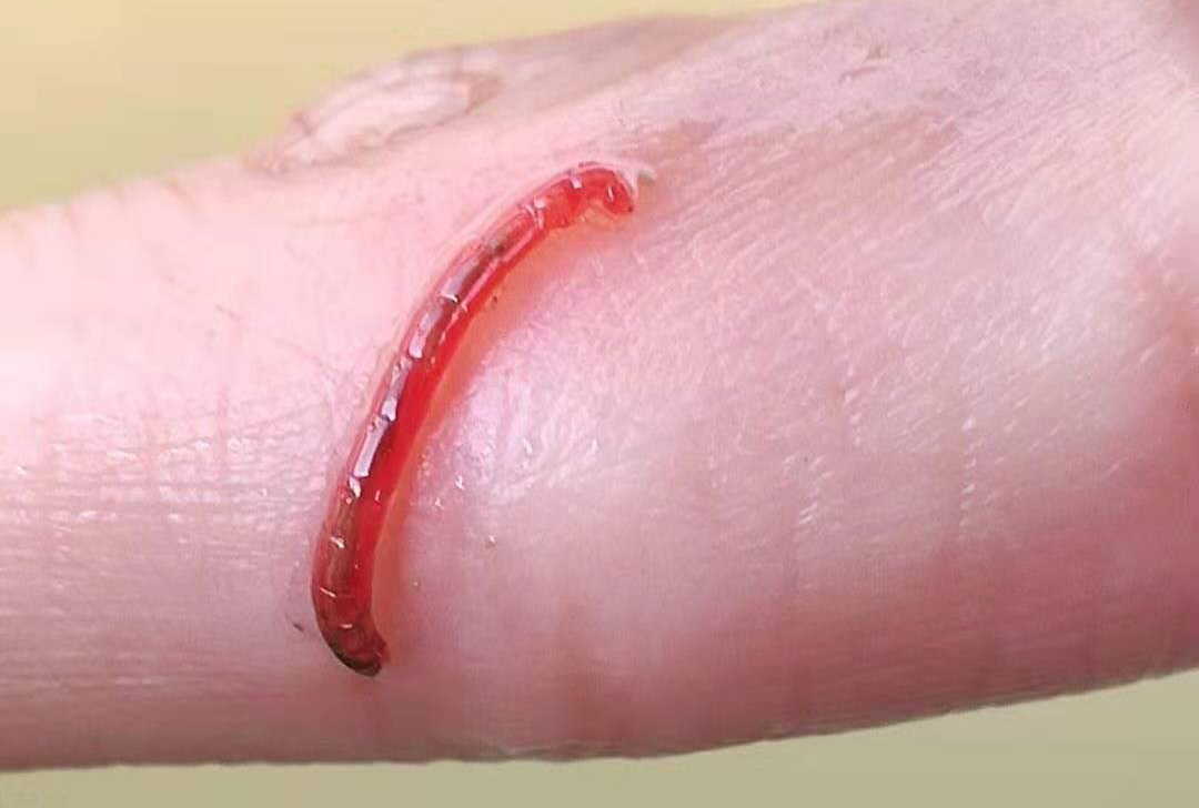 水草挂脏怎么办?这几种情况你遇到过吗