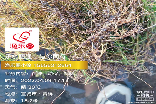 4月份水草管理你做对了吗?