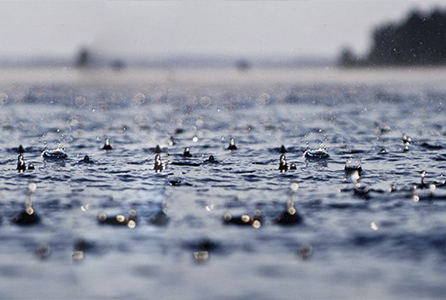 梅雨、高温阶段夹(漂)草(特别是苦草)的常见六大原因