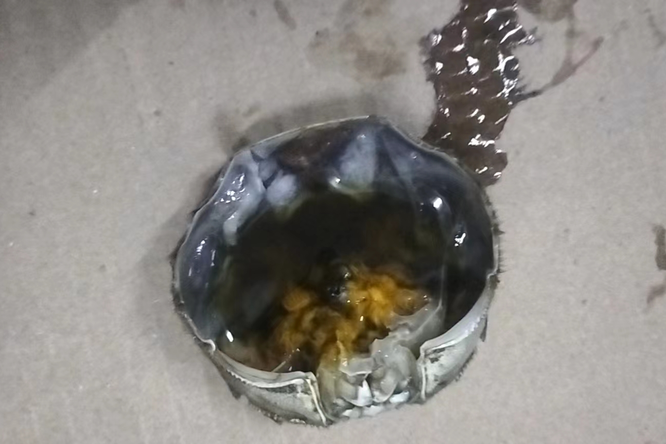 今年最大的蟹凶手竟然是“它”!