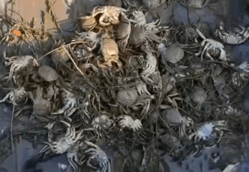 近阶段河蟹伤亡陆续出现甚至增多,核心原因有这几点