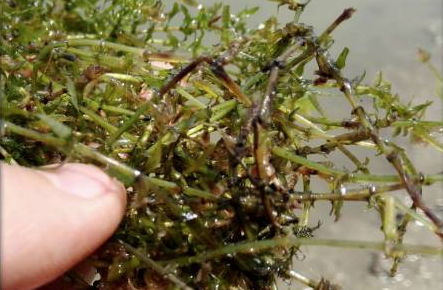 近阶段水草挂脏,要重视如下四个方面的原因